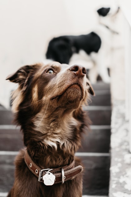 Heartwarming Dog Stories